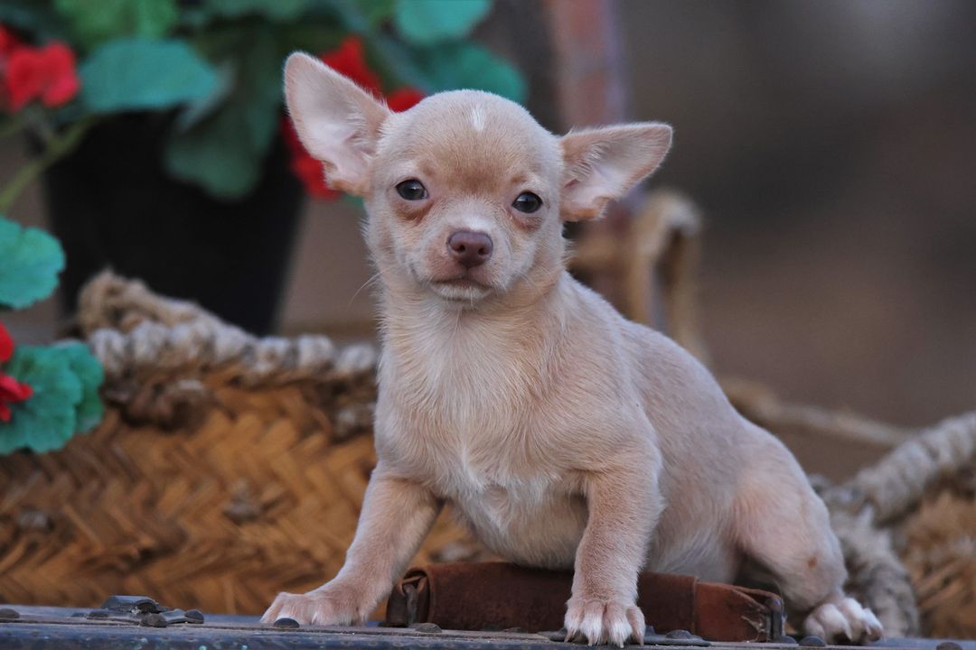 cachorrito chihuhua en venta madrid