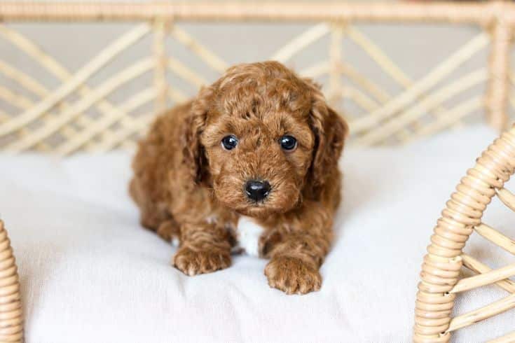 cachorro caniche toy