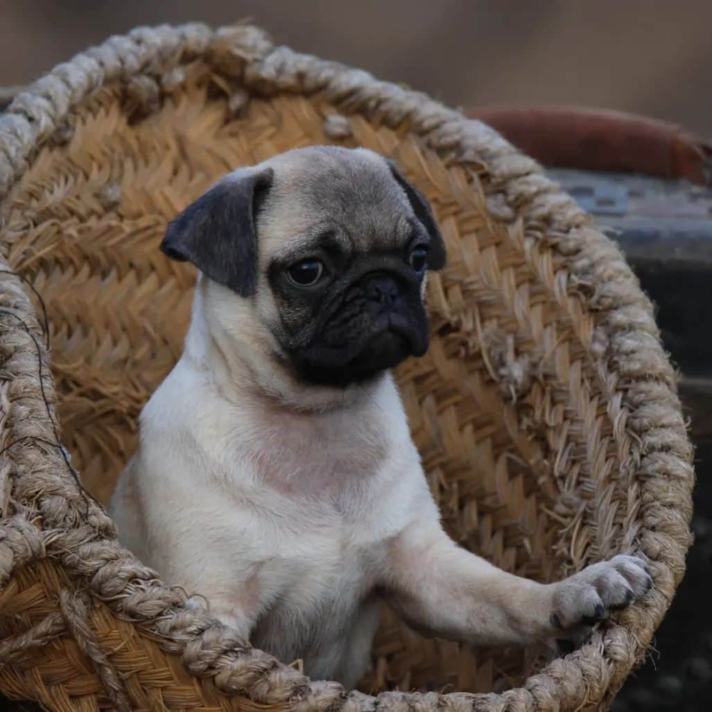 cachorro carlino en venta