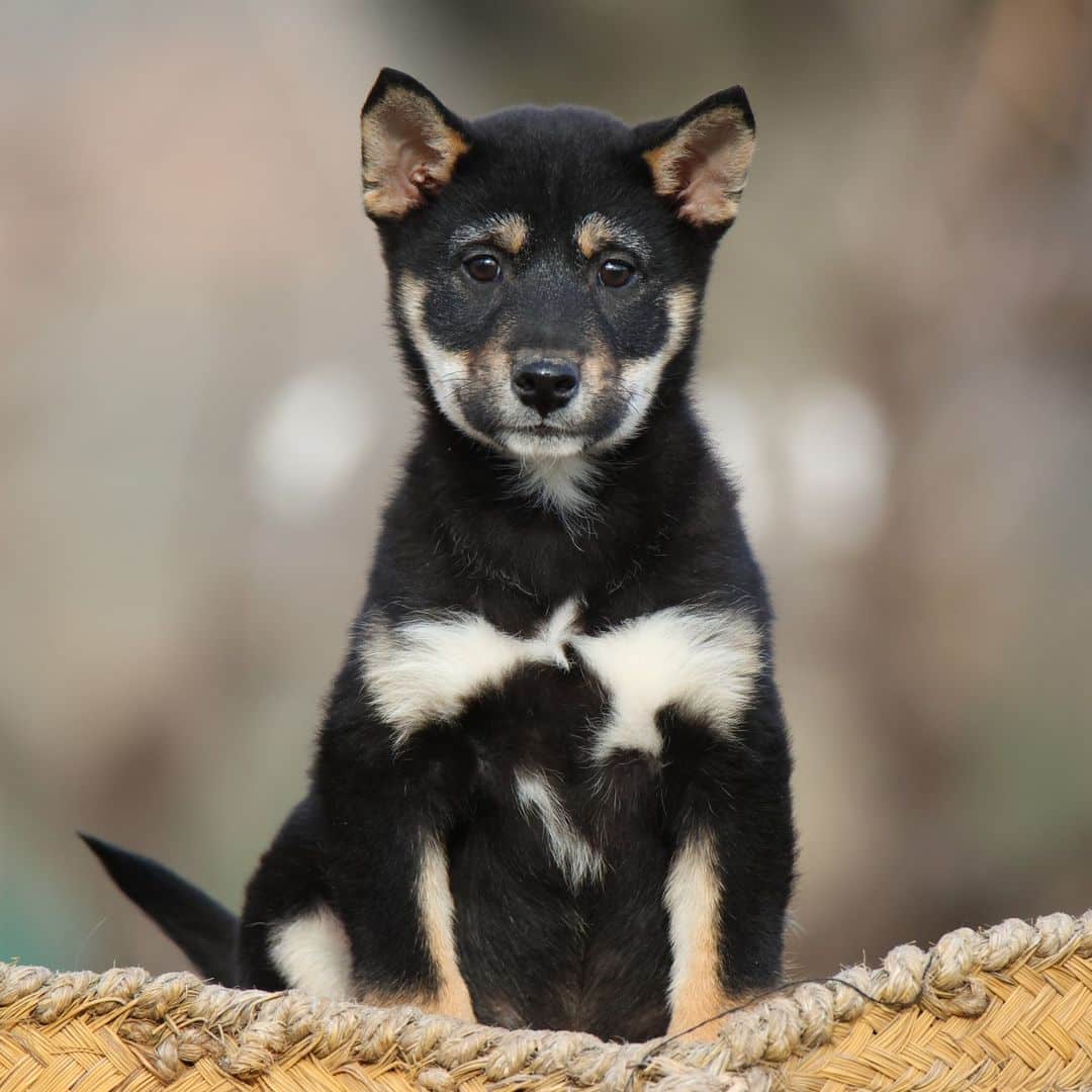 cachorro shiba inu negro cachorro shiba inu negro