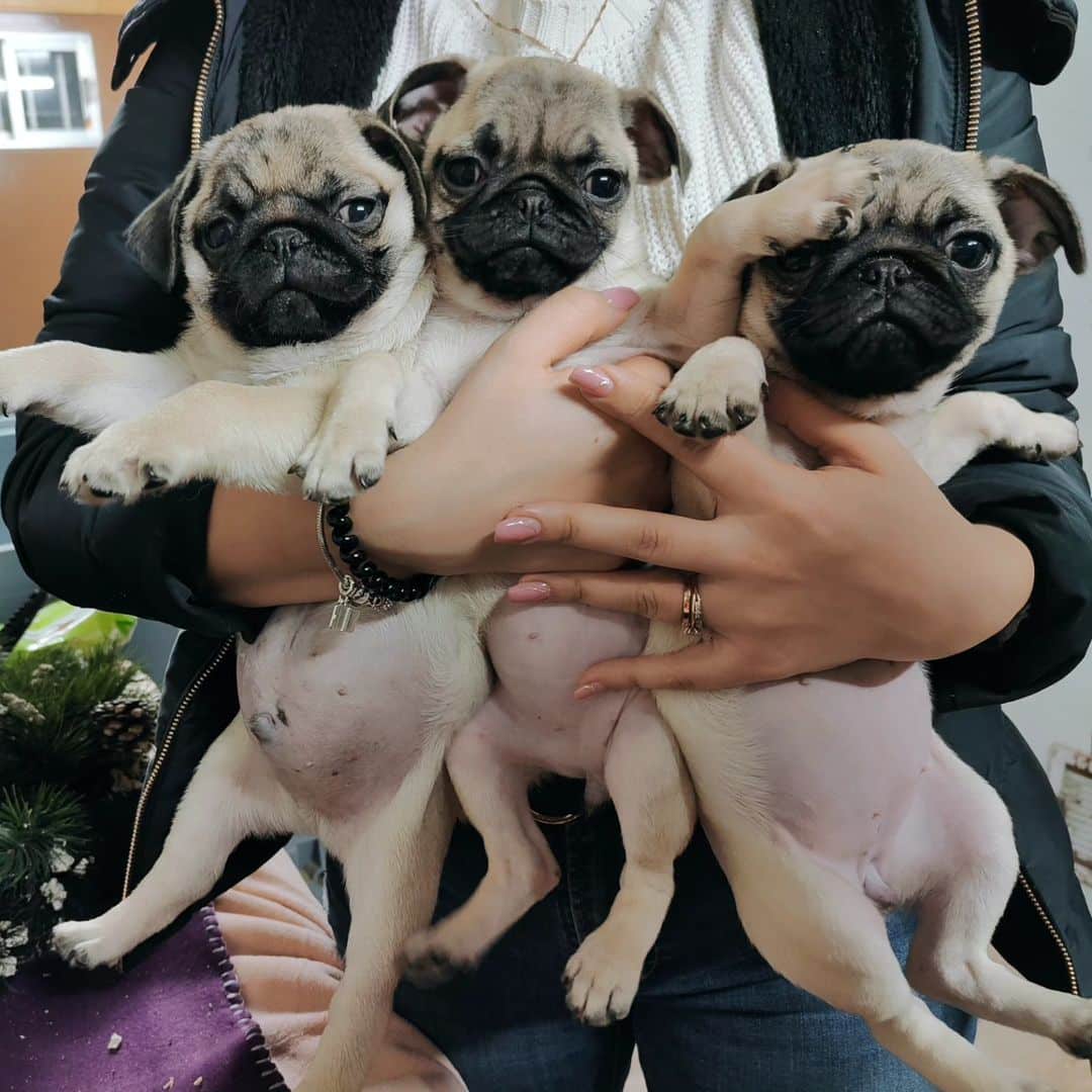 cachorros carlino patitas guadalajara