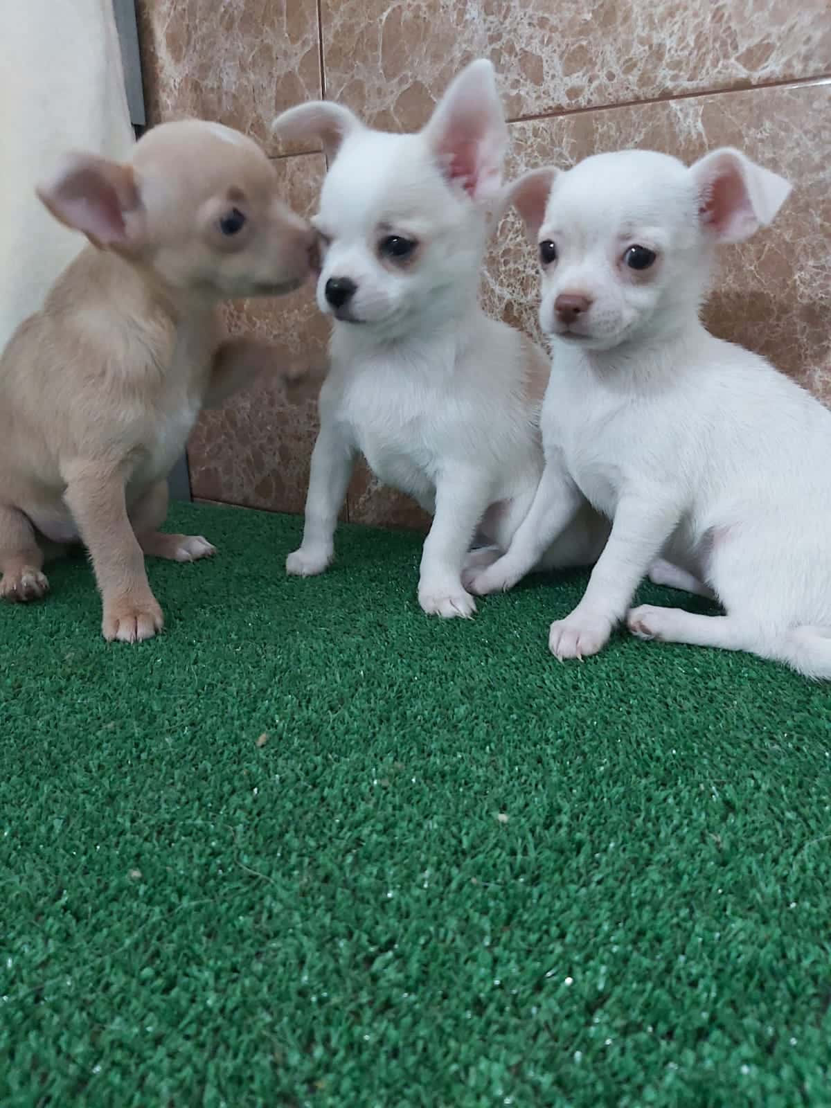 cachorros chihuaha