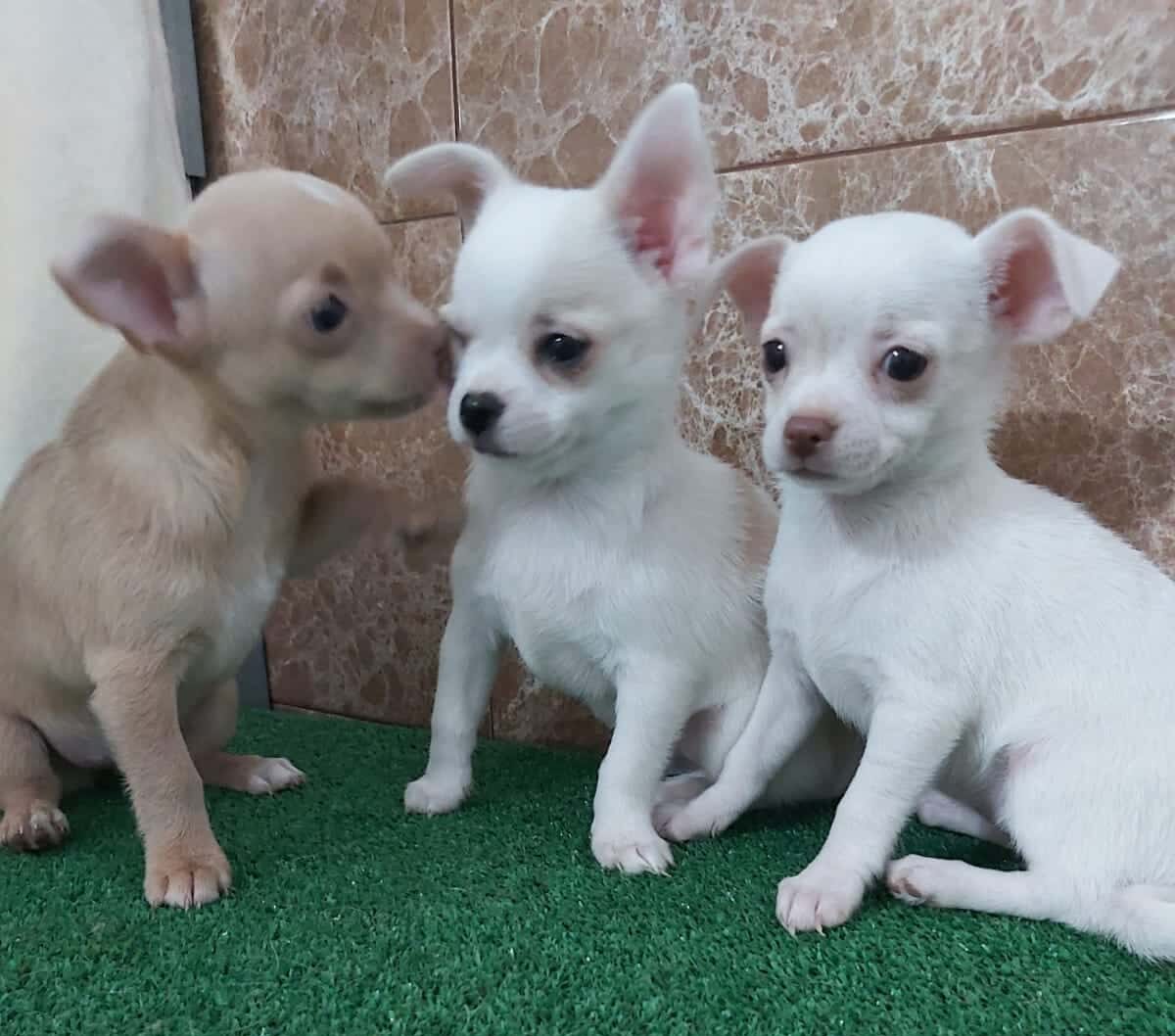 cachorros chihuaha