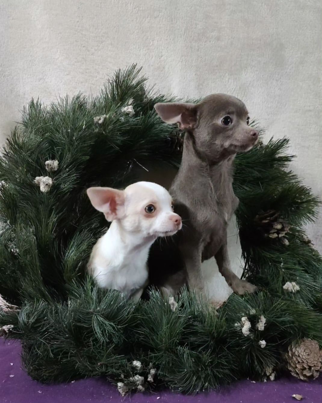cachorros chihuahua en venta