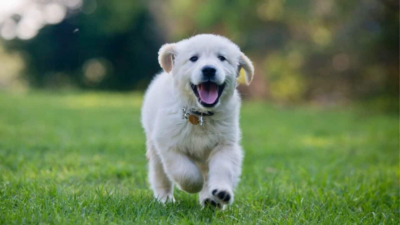 residencia canina patitas guadalajara