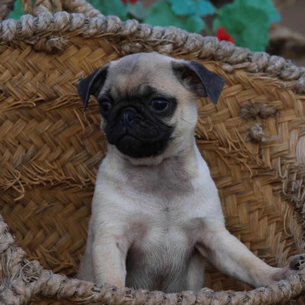 venta de cachorro de carlino madrid