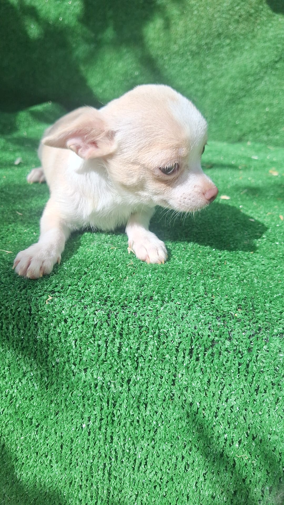 cachorro chihuhua canela