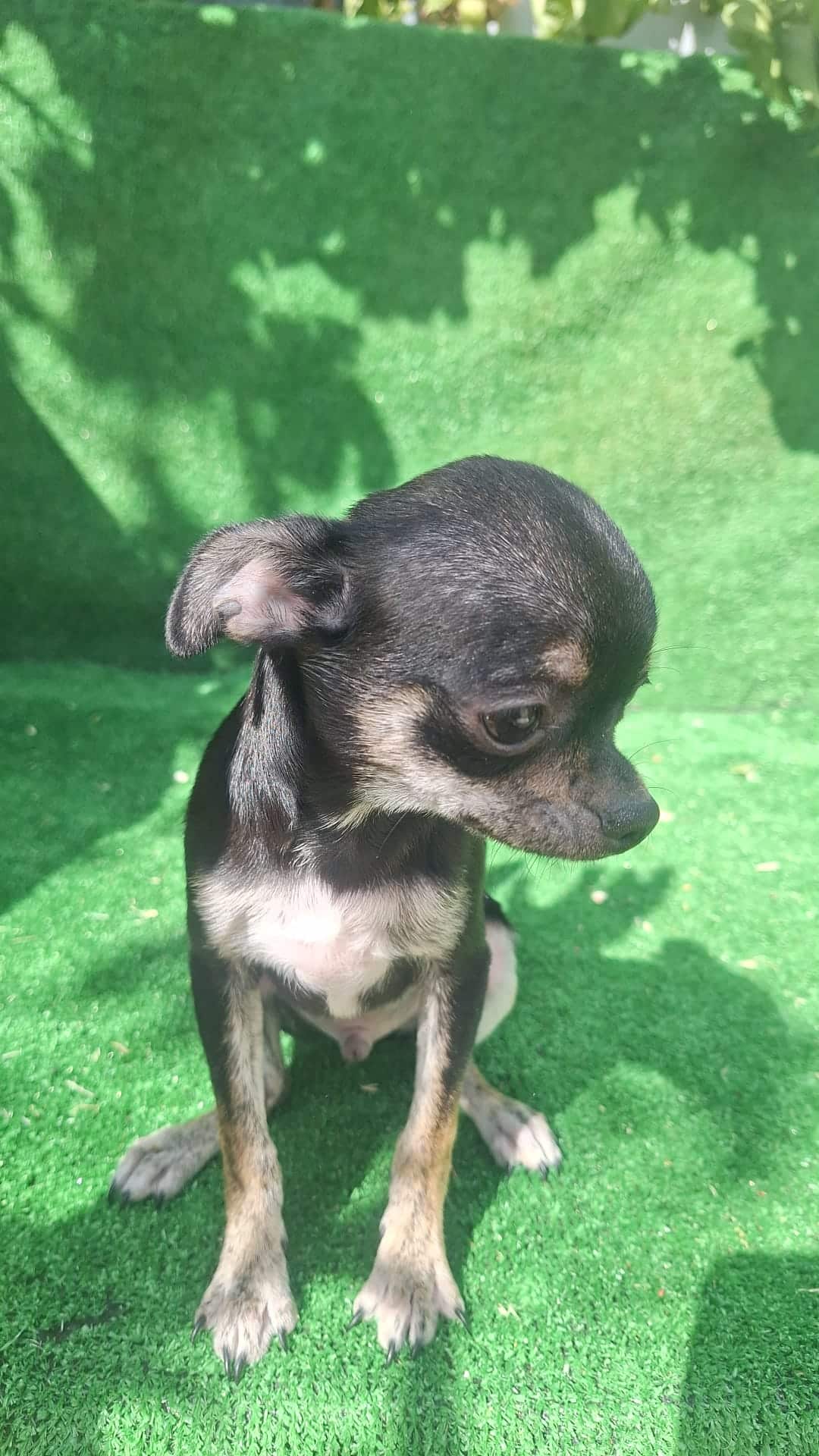 cachorros de chihuahua