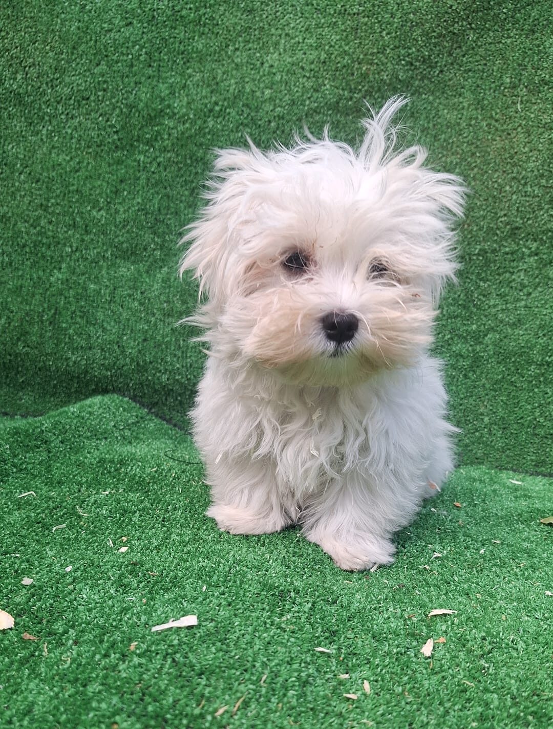 venta cachorro maltes madrid