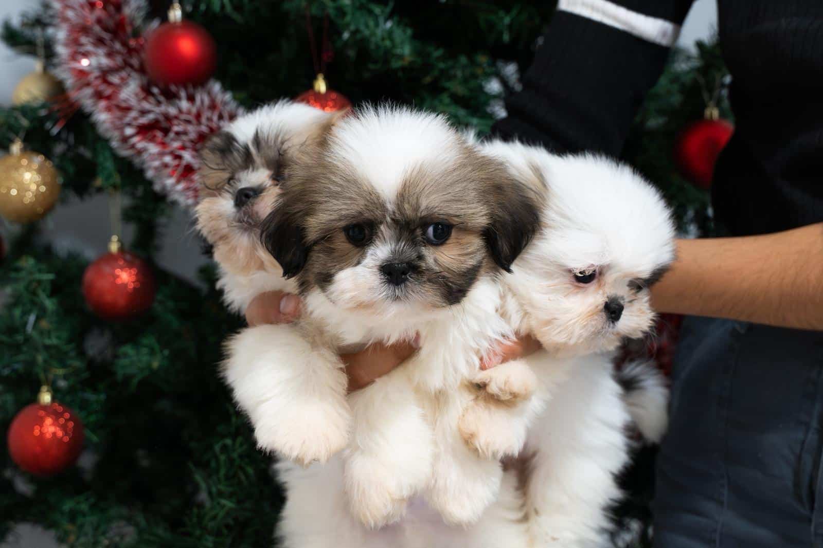 2 cachorros de Shih Tzu 2 cachorros de Shih Tzu