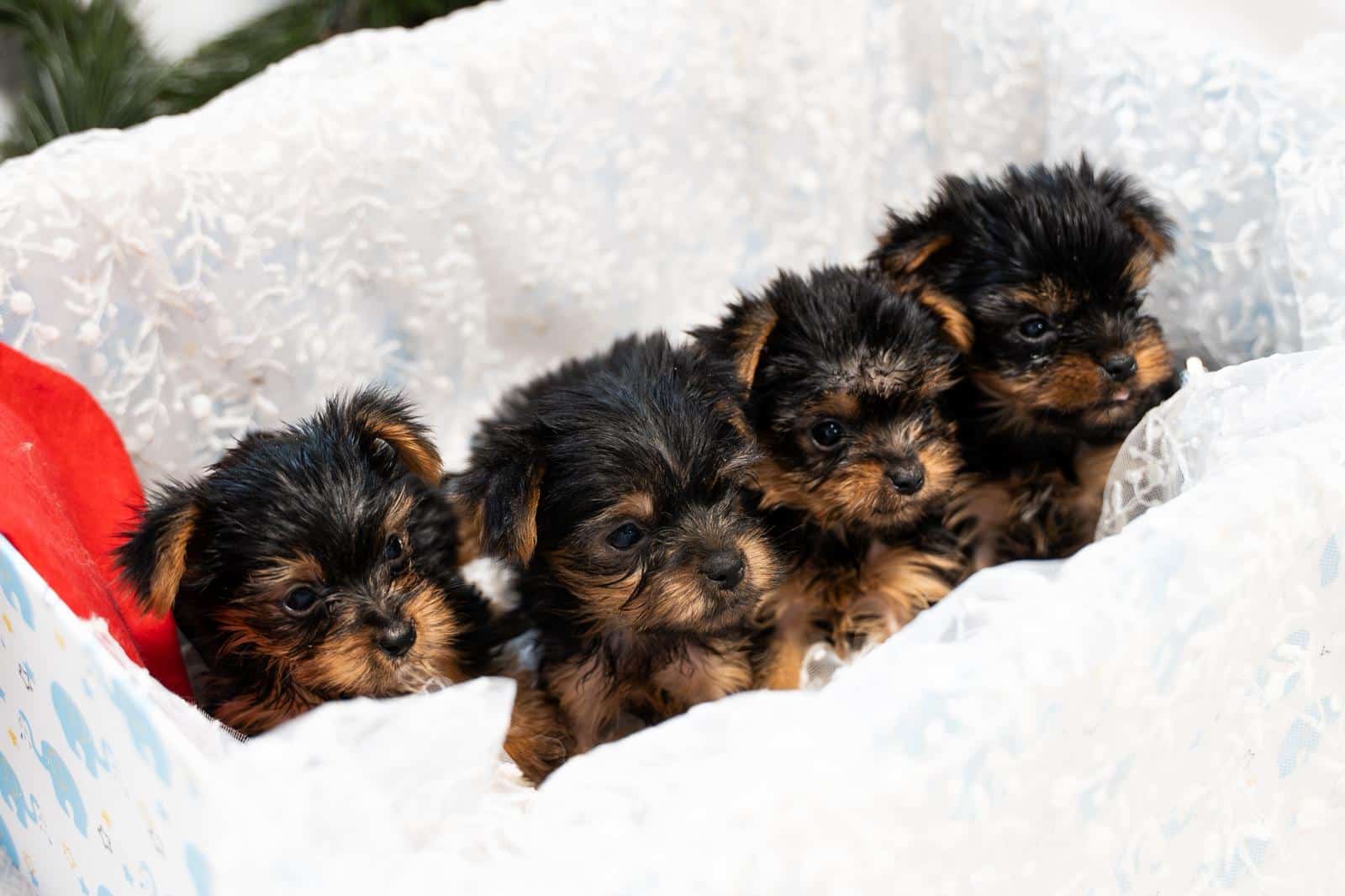 3 cachorros de yorkshire 3 cachorros de yorkshire