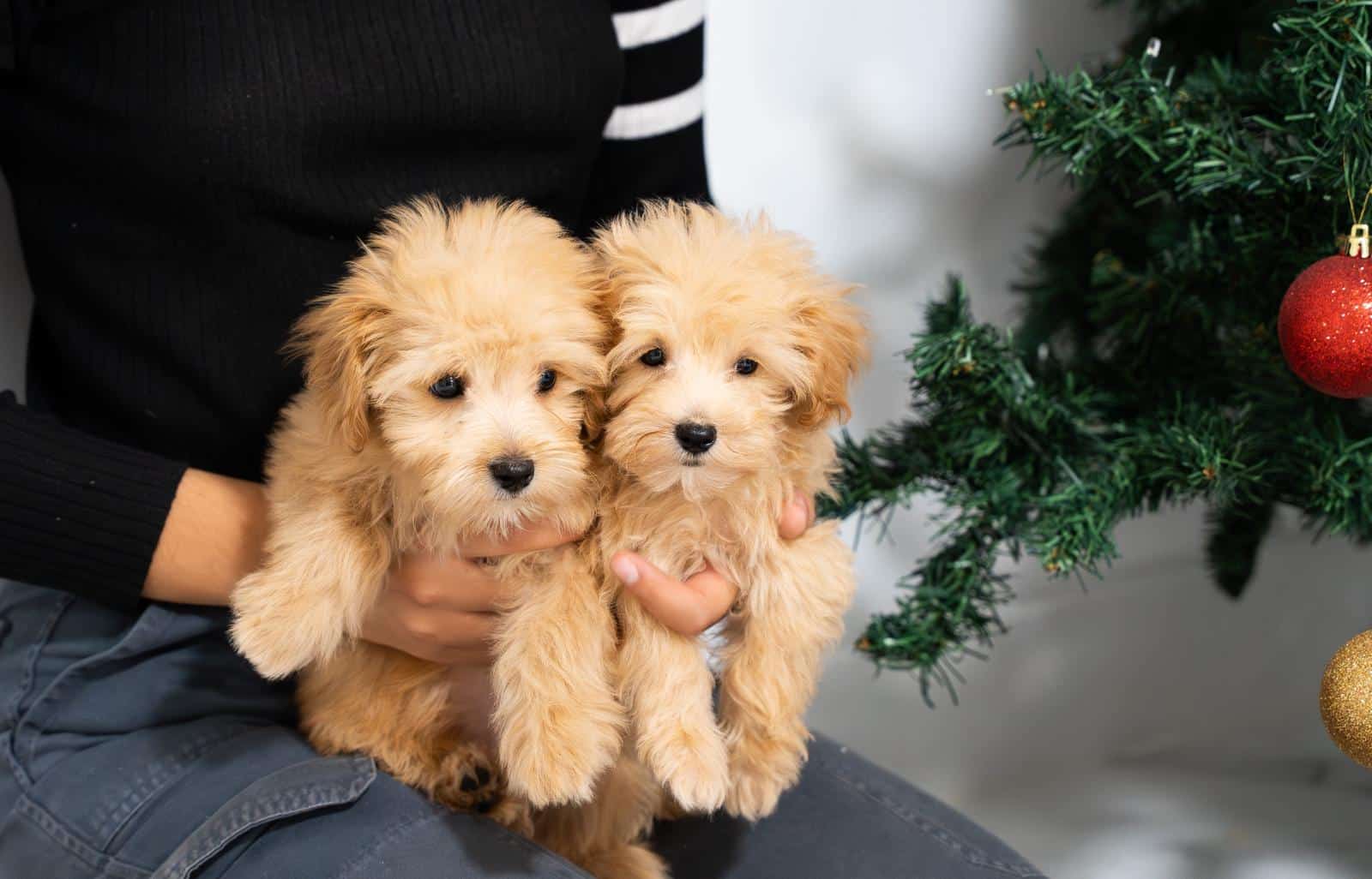4 Maltipoo