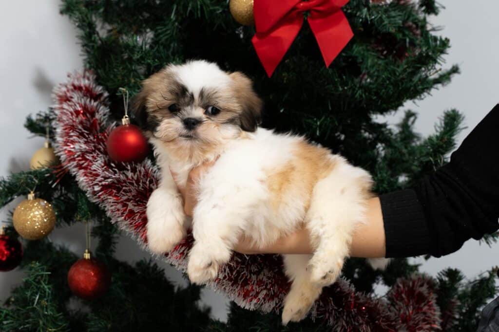 4 cachorros de Shih Tzu