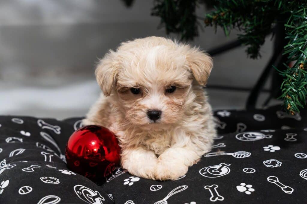 6 Maltipoo cachorro