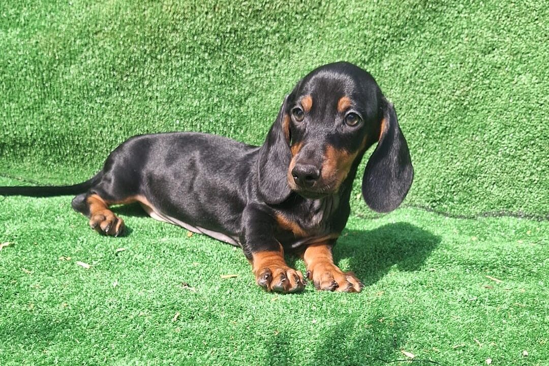 cachorro de teckel venta