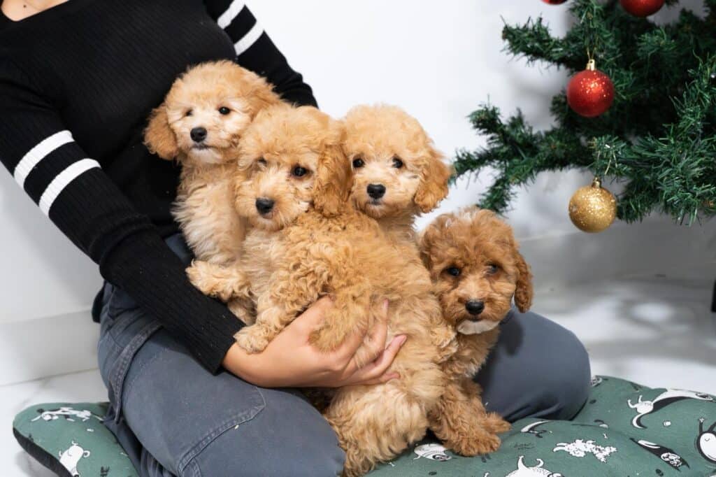cachorro de Maltipoo