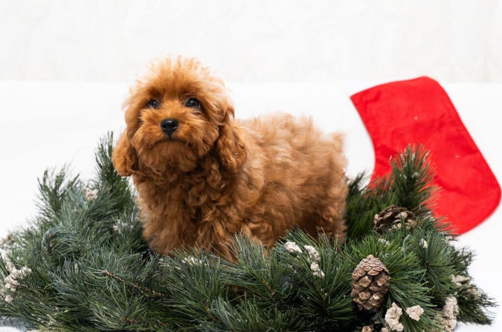 caniche melocoton